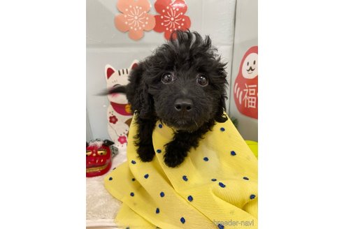 成約済の北海道のミックス犬-281827の24枚目